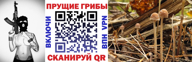 блэк спрут ТОР  Сегежа  Псилоцибиновые грибы мицелий 